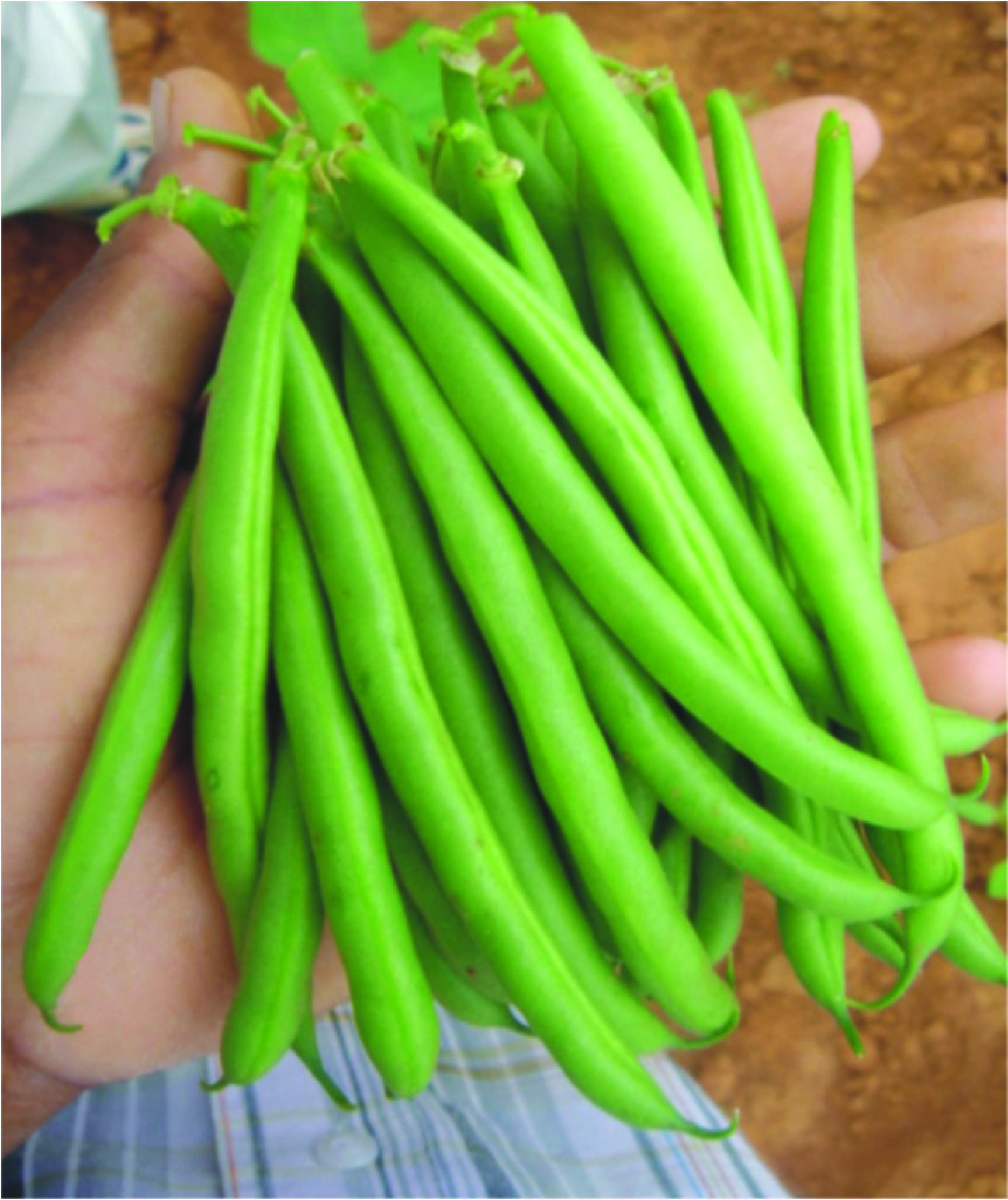 BUSH BEAN - ANUP