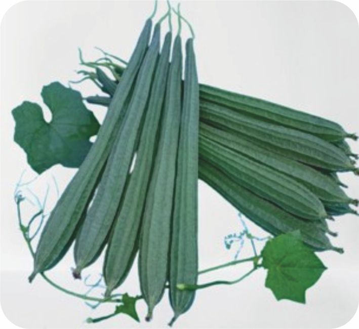 RIDGE GOURD – ASHIRWAD F1 HYBRID