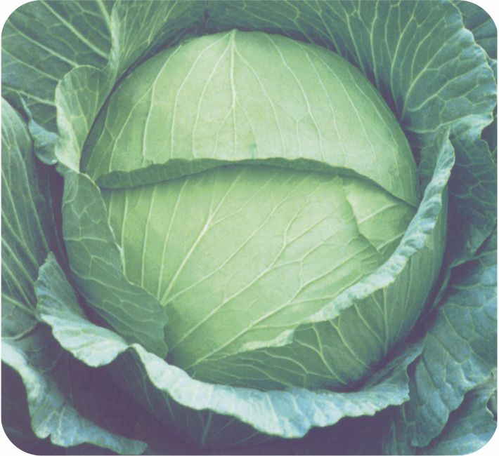 CABBAGE – BALARAM F1 HYBRID