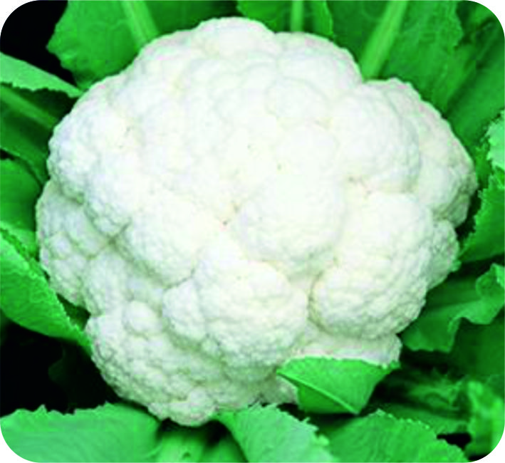 CAULIFLOWER – WHITE CORSA F1 HYBRID