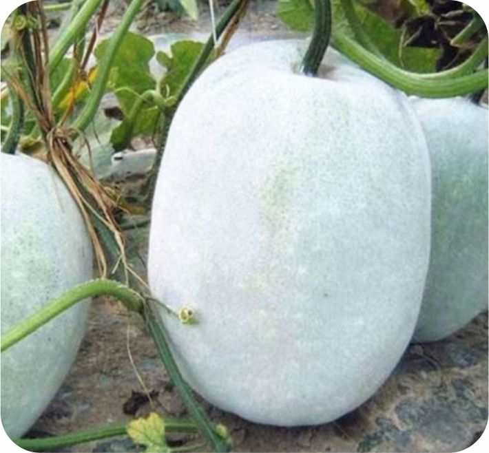 ASH GOURD – APARNA F1 HYBRID