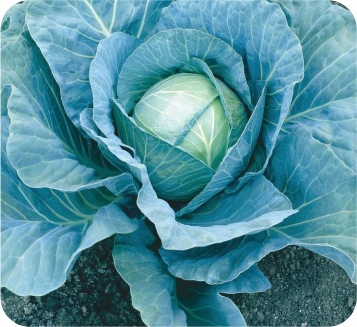 CABBAGE – RAMY-55 F1 HYBRID