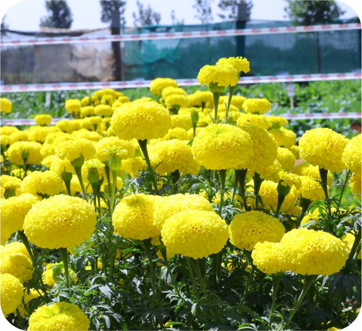 MARIGOLD – YELLOW UMBRELLA  F1 HYBRID