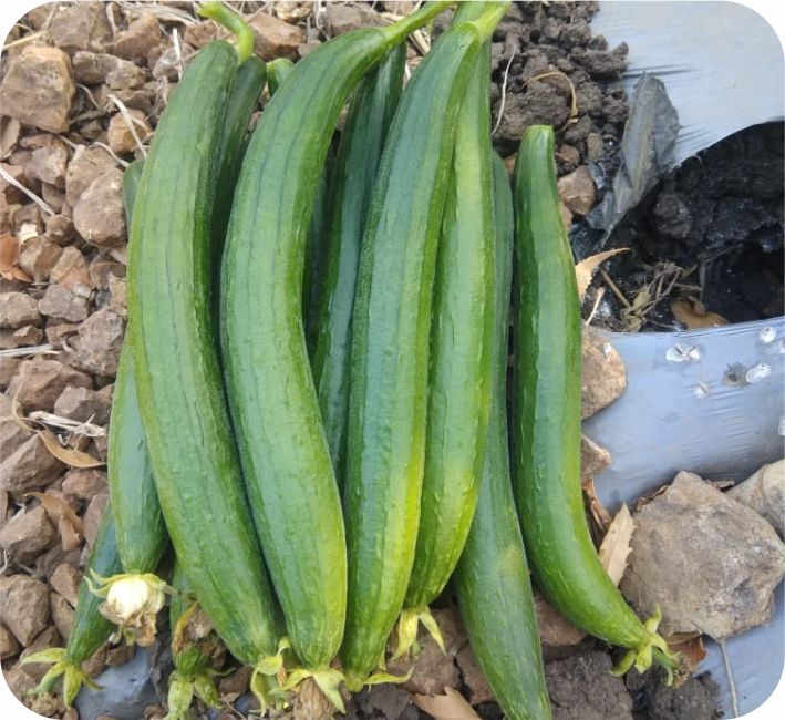 SPONGE GOURD – AS-1901 F1 HYBRID