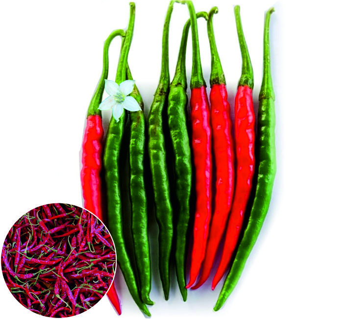 CHILLI – ASHOKA - 333 F1 HYBRID