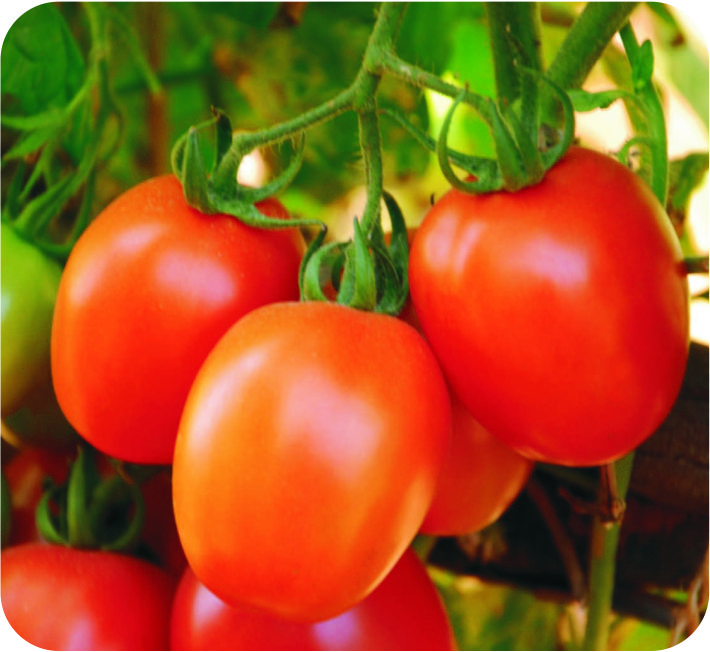 TOMATO - ANURADHA F1 HYBRID