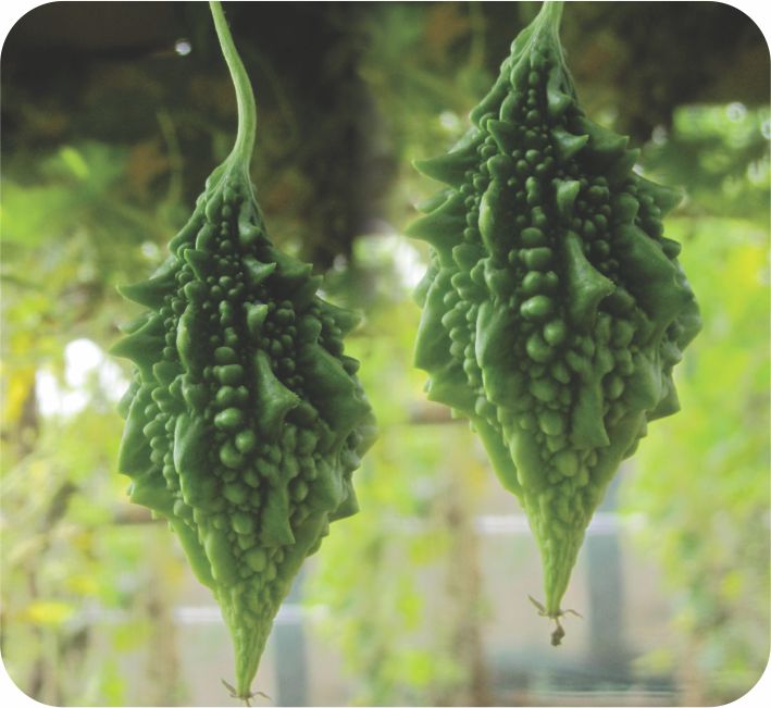 BITTER GOURD – GILLI F1 HYBRID