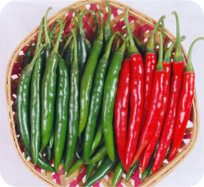 CHILLI – SAINIK F1 HYBRID