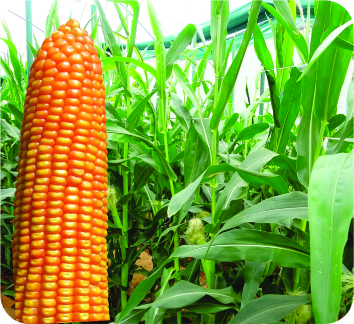 MAIZE - 909 F1 HYBRID