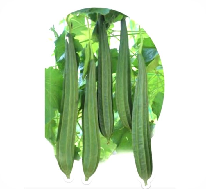 RIDGE GOURD – KANISHKA F1 HYBRID