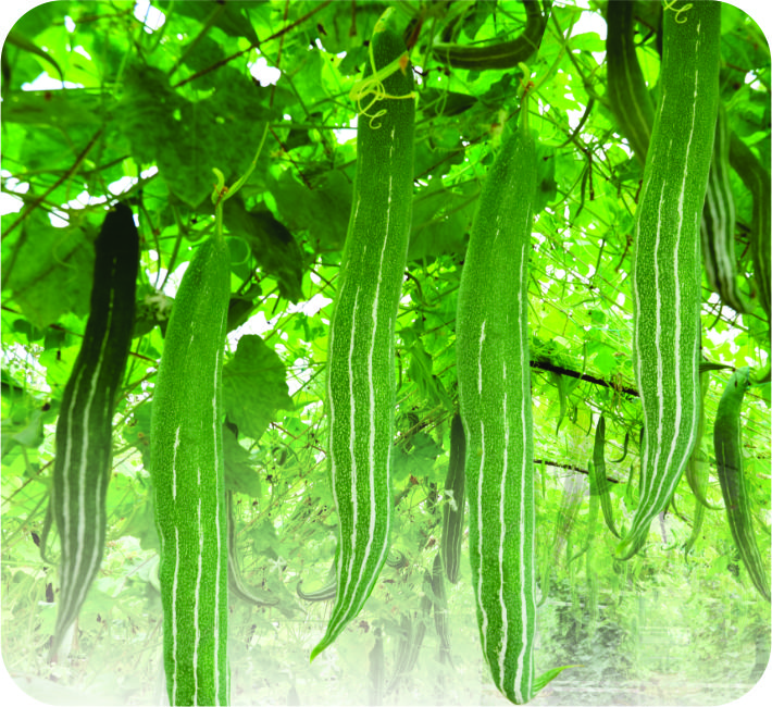 SNAKE GOURD – RISHI F1 HYBRID