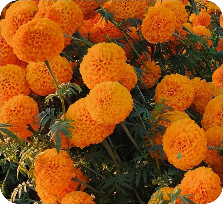 MARIGOLD – KABINI F1 HYBRID