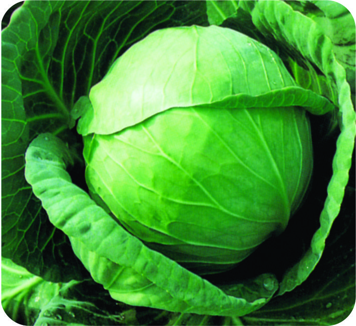 CABBAGE – VISHNU F1 HYBRID