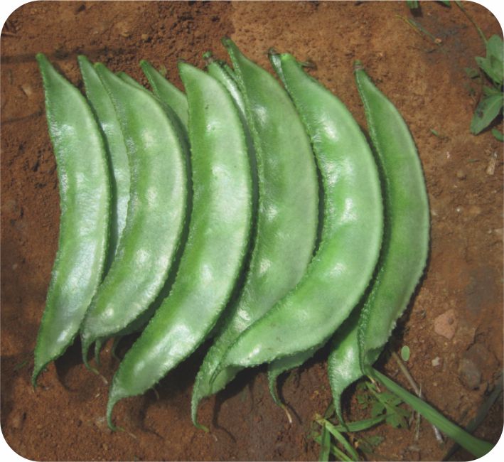 POLE DOLICHOS - ALOK