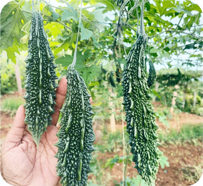 BITTER GOURD - 29483 F1 HYBRID
