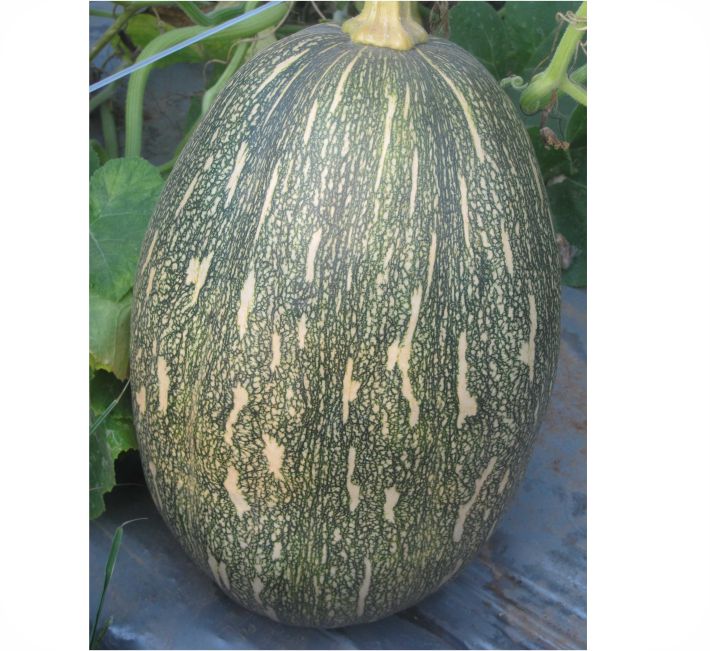 PUMPKIN – 4007 F1 HYBRID