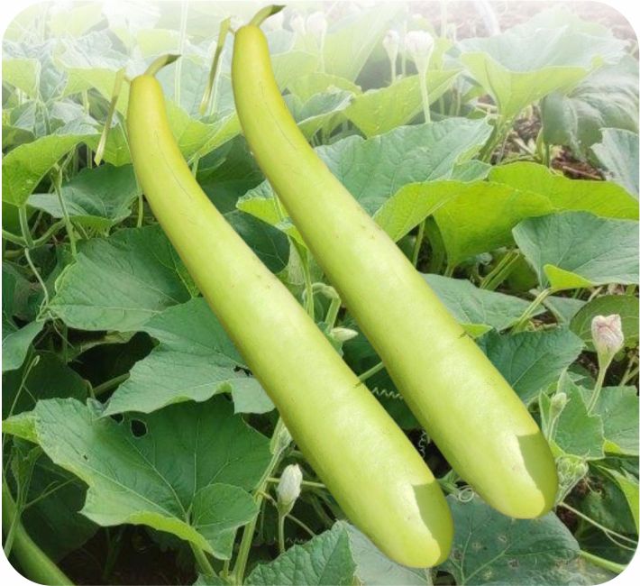 BOTTLE GOURD – ARUVA F1 HYBRID