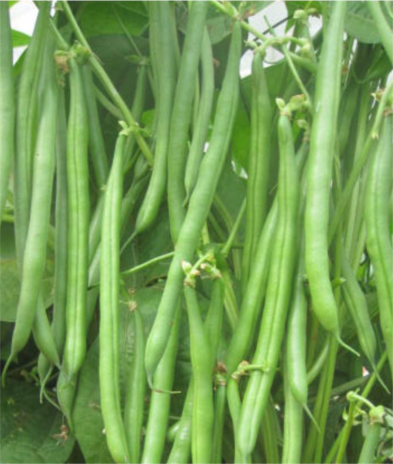 BUSH BEAN - NESARI