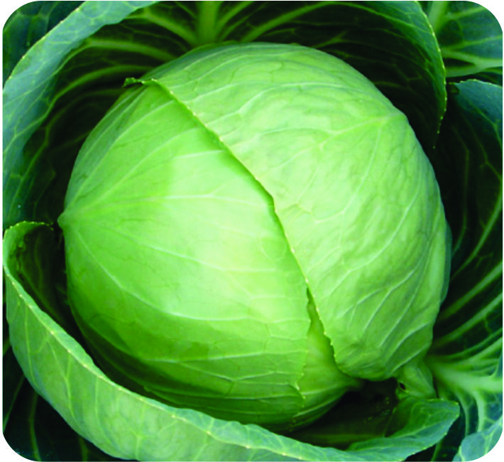 CABBAGE – BULLET TRAIN F1 HYBRID