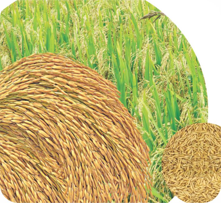 PADDY - ASHOKA SUPER SONA (RNR - 15048)