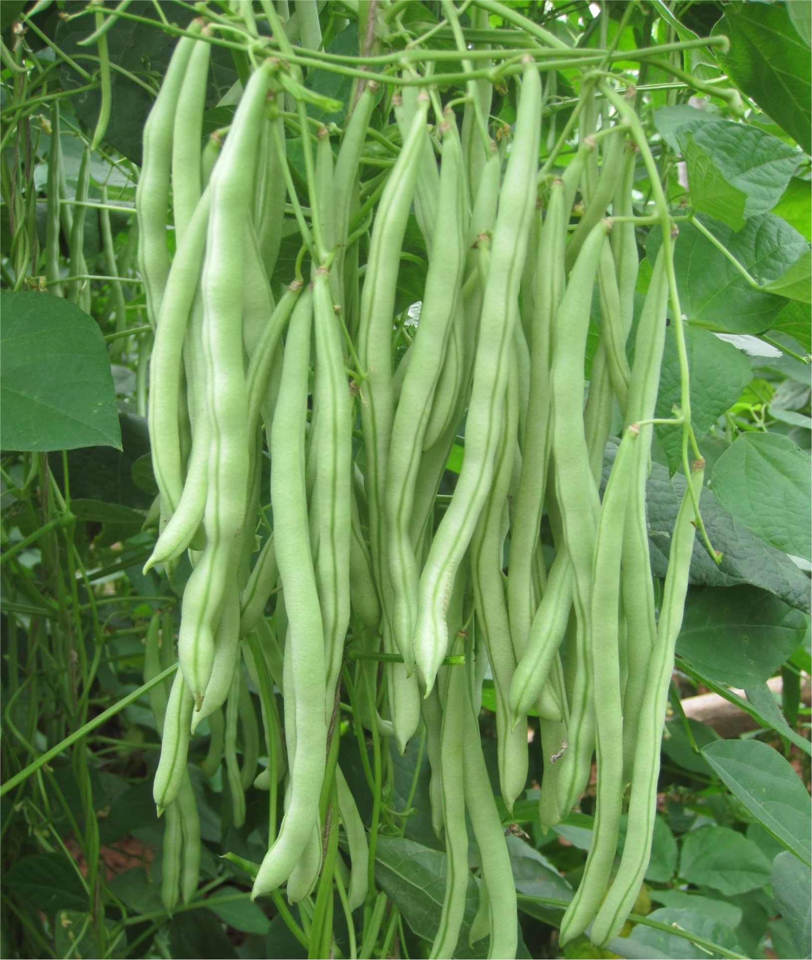 POLE BEAN - AFA-12