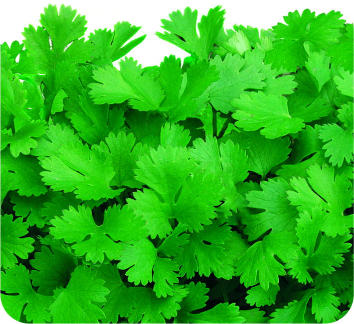 CORIANDER – SUPER EARLY 30 DAYS
