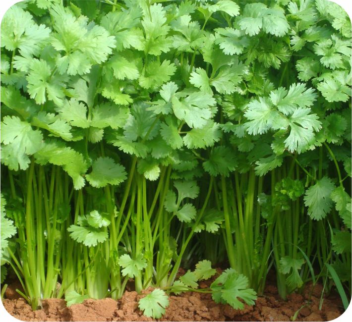 CORIANDER – AFA 5