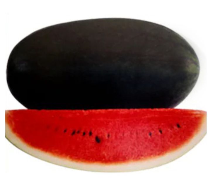 WATER MELON – MONTY F1 HYBRID