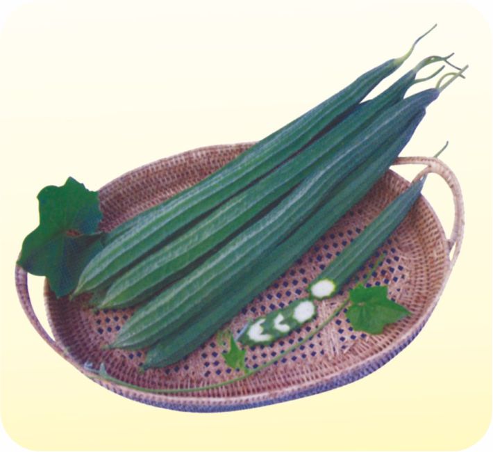 RIDGE GOURD – NAGIN F1 HYBRID