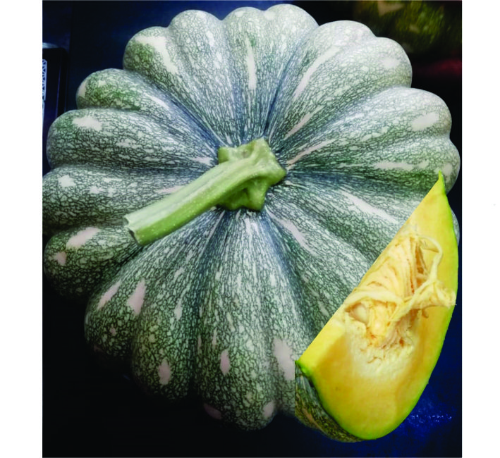 PUMPKIN – SELVAM F1 HYBRID