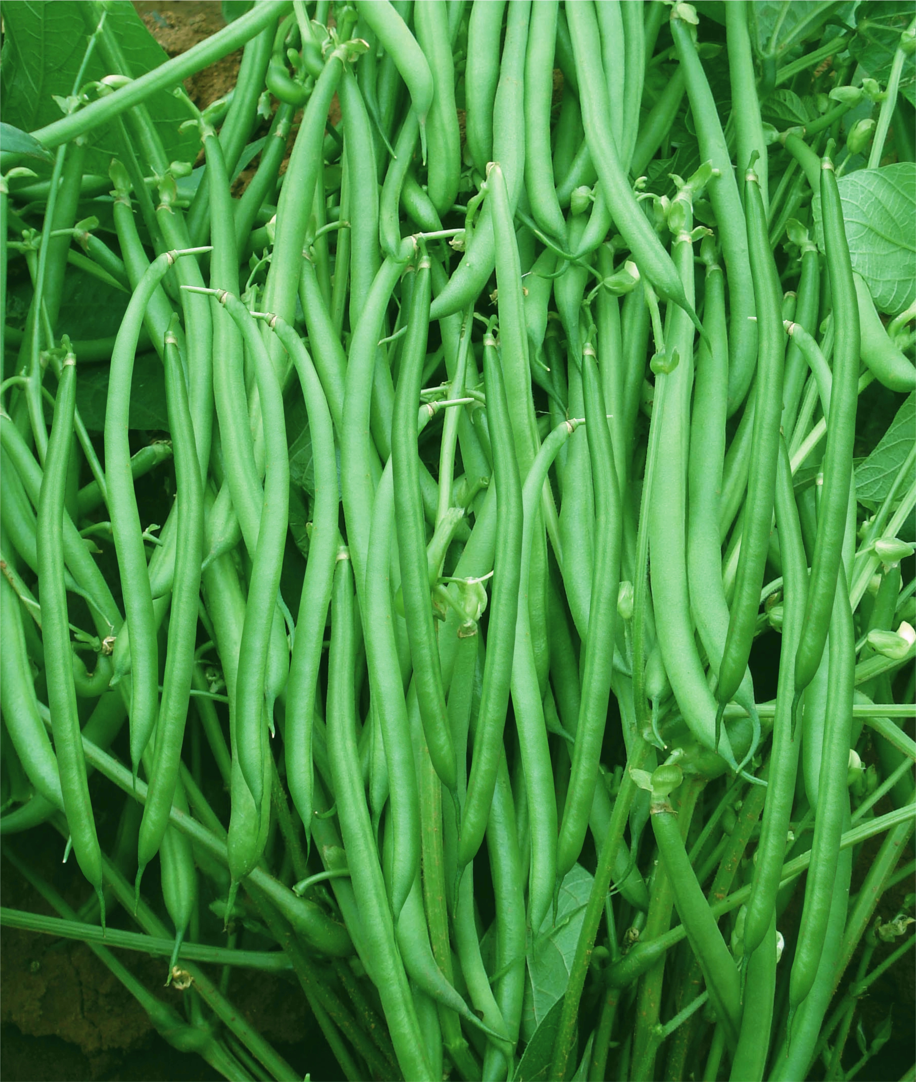 BUSH BEAN - MALGUDI