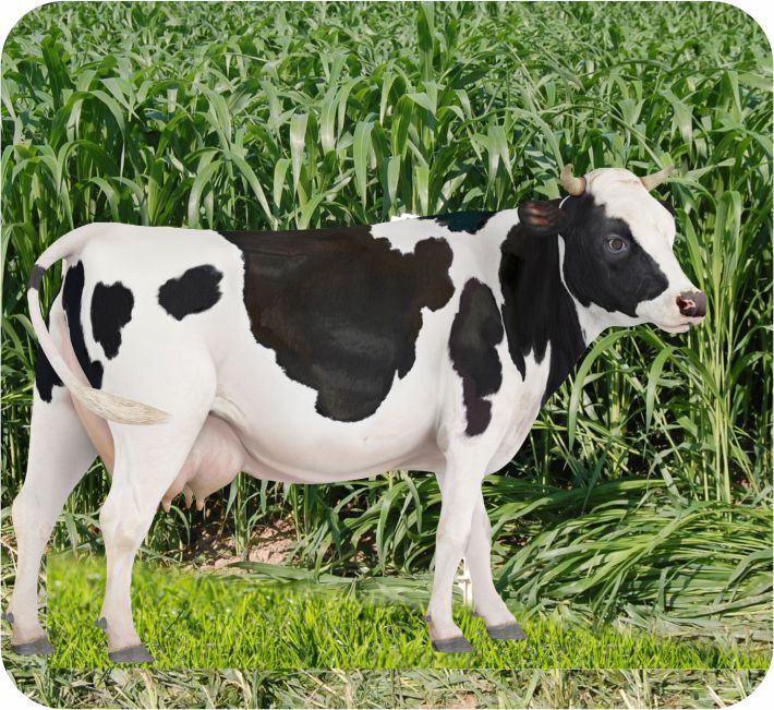 SORGHUAM - ASHOKA GRASS - SSG