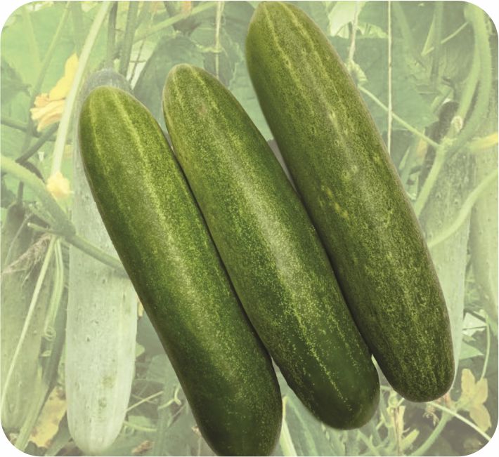 CUCUMBER - TANVI F1 HYBRID