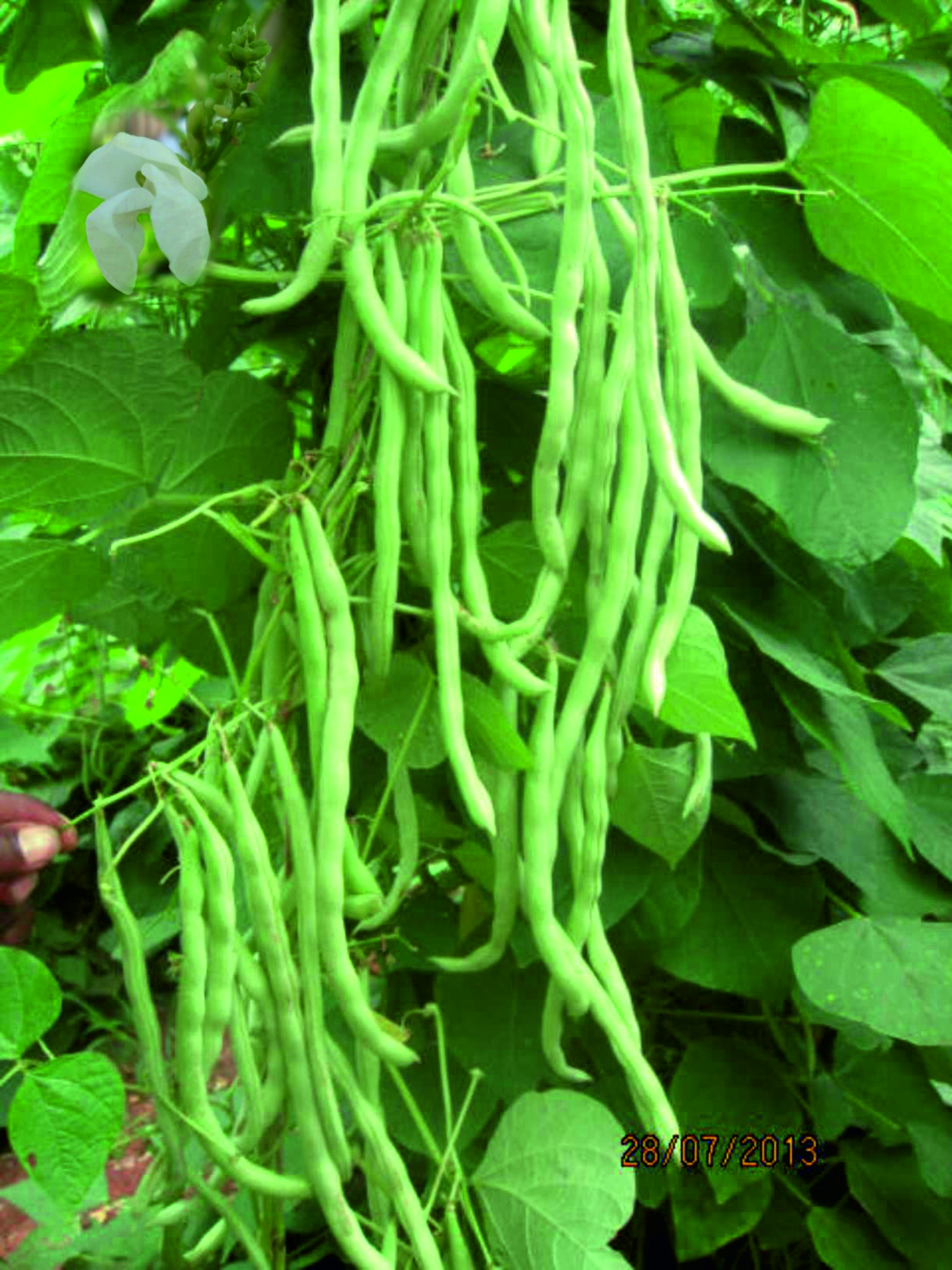 POLE BEAN - CHAMATHKAR