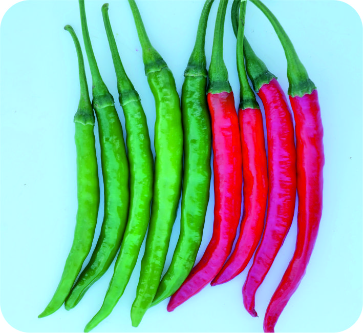 CHILLI – AS - 542 F1 HYBRID