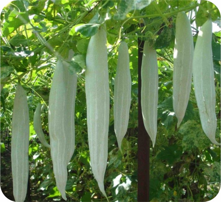 SNAKE GOURD – SNAKY F1 HYBRID