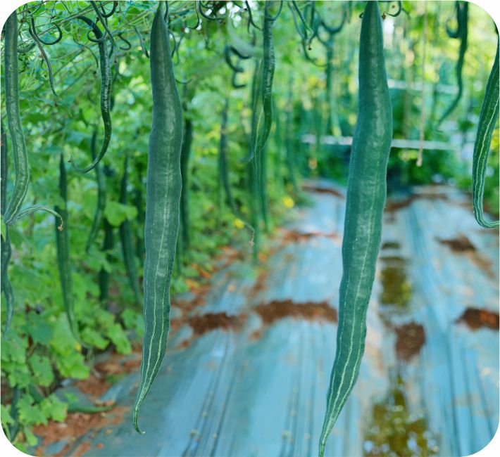 SNAKE GOURD – JYOTHI F1 HYBRID