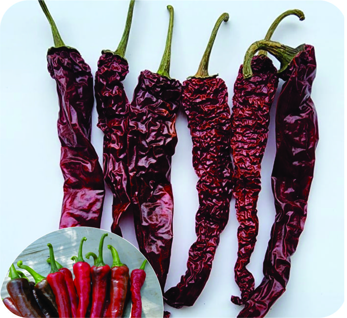 CHILLI – BYADAGI DABBI