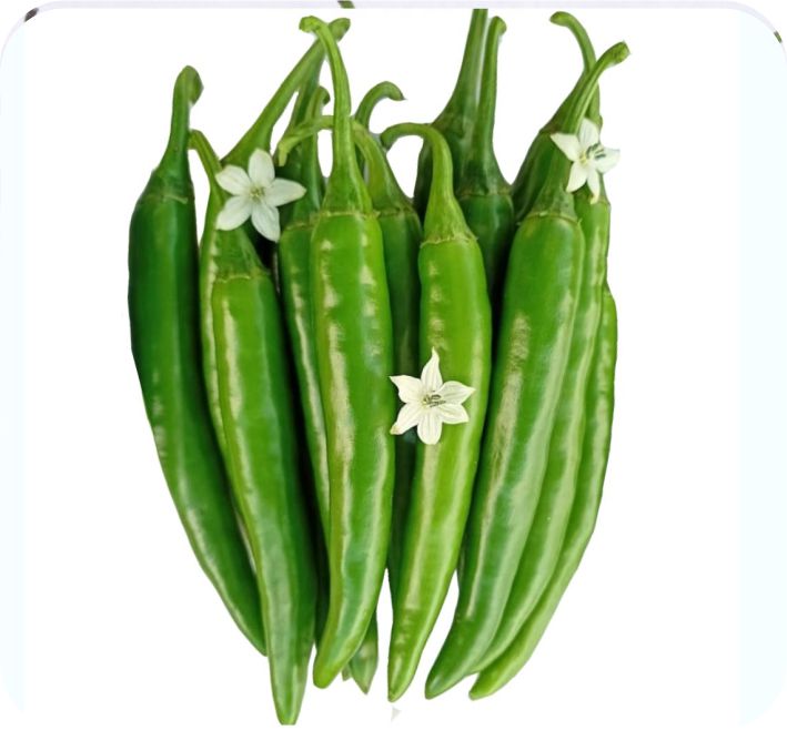 CHILLI – TUNGA F1 HYBRID