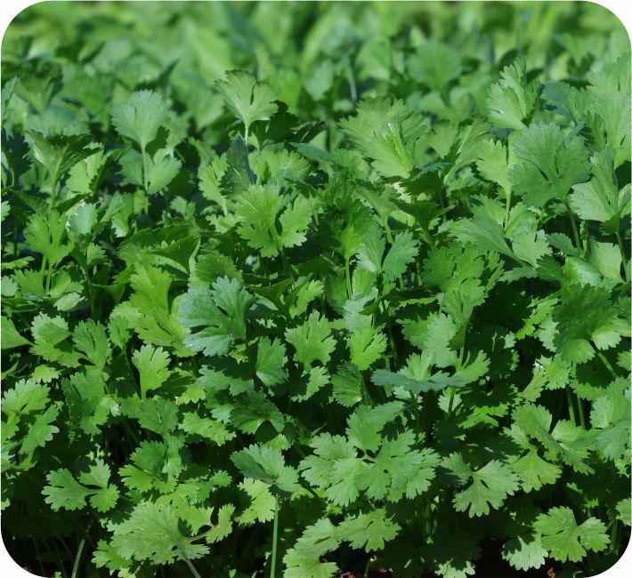 CORIANDER – FAST GROW