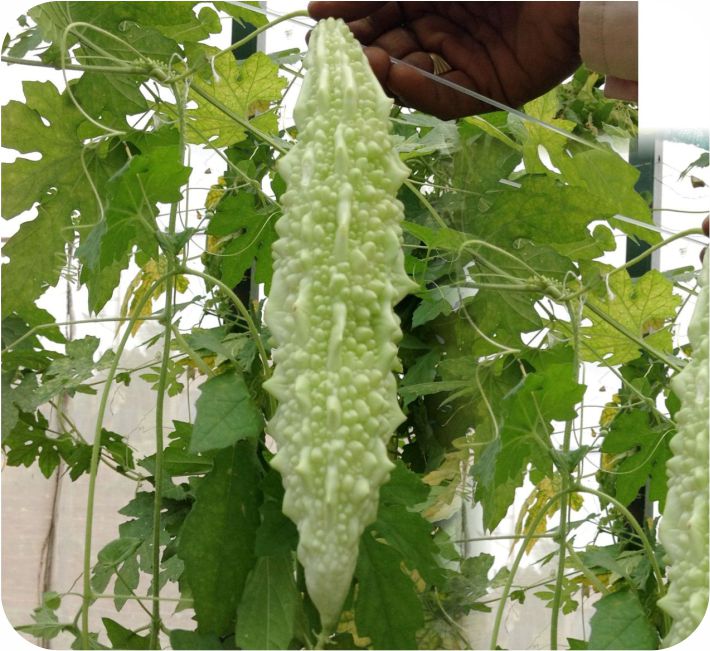 BITTER GOURD - CITRIN F1 HYBRID