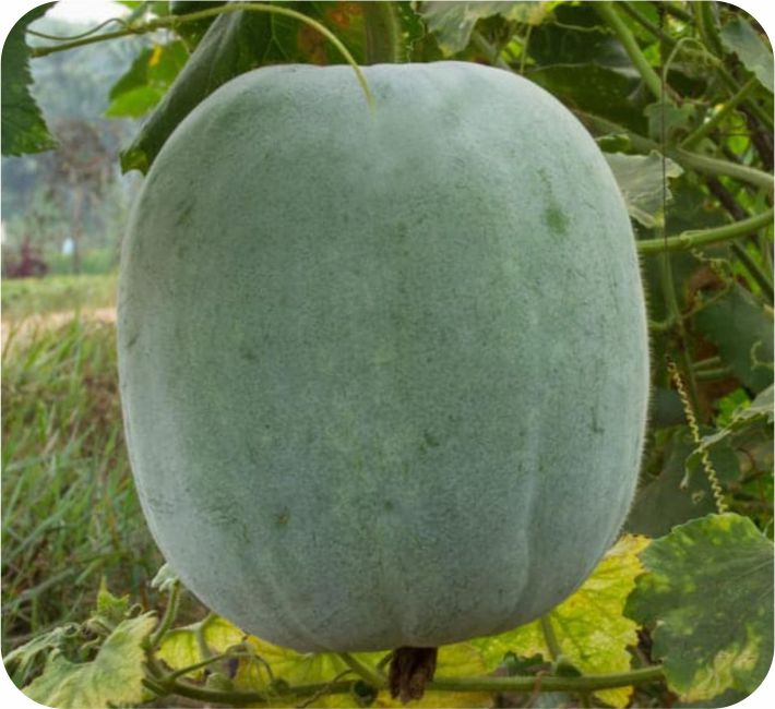 ASH GOURD – SHIVA F1 HYBRID