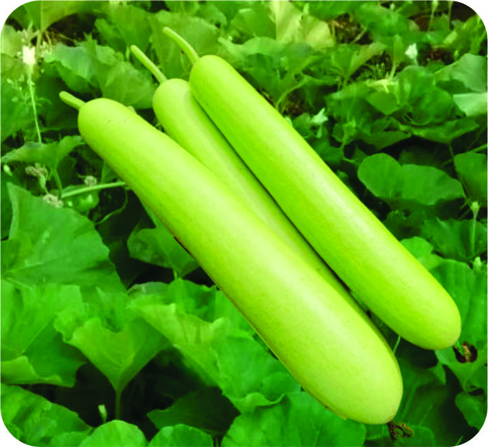 BOTTLE GOURD – SHRUTHI F1 HYBRID