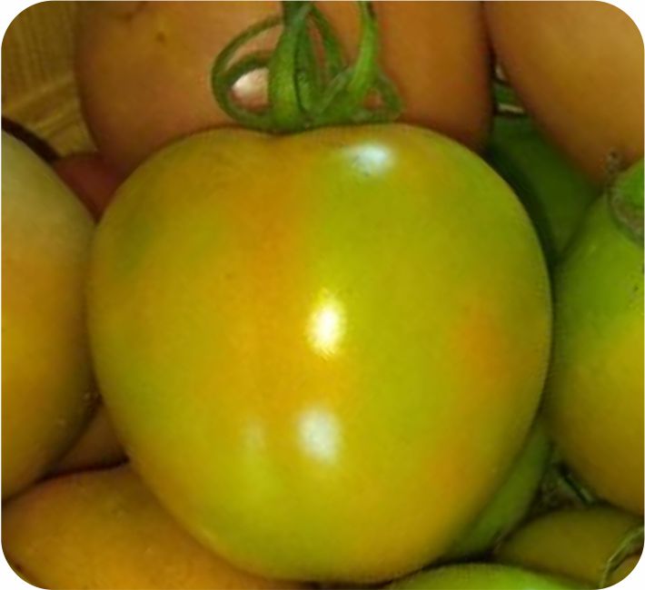 TOMATO - RATHNA F1 HYBRID
