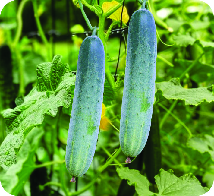 CUCUMBER - BABITA F1 HYBRID
