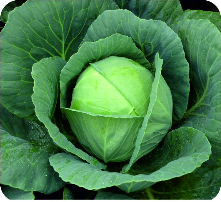 CABBAGE – DESCENT F1 HYBRID