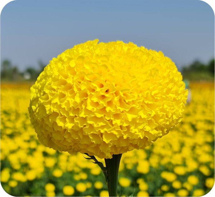 MARIGOLD – APPU F1 HYBRID