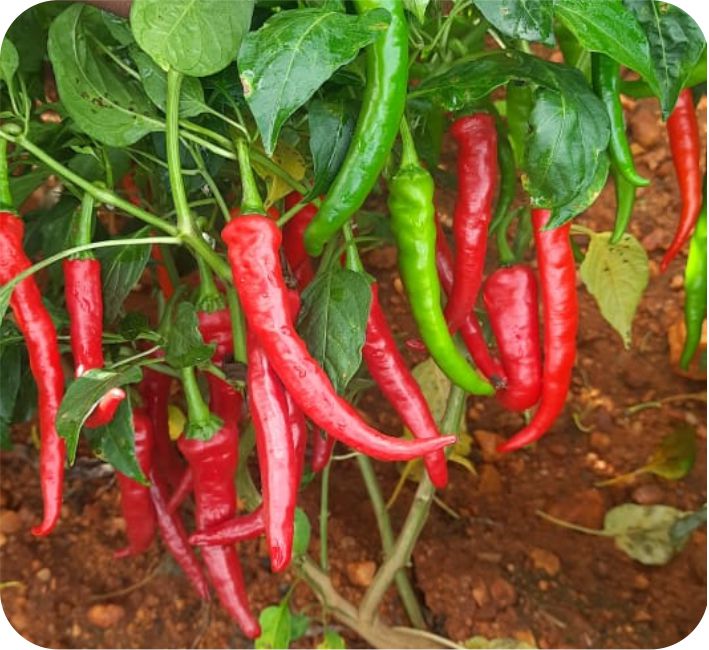 CHILLI – SRAVANI (4023) F1 HYBRID