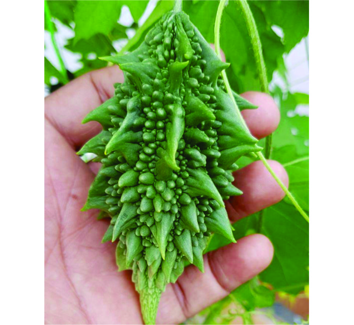 BITTER GOURD – CHEETA F1 HYBRID