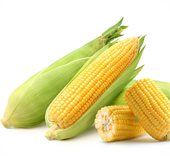 SWEET CORN - ASHOKA - 334 F1 HYBRID